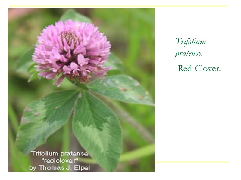 Trifolium  pratense.  Red Clover.